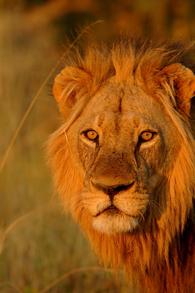 Lion. Panthera leo. Male portrait. Botswana