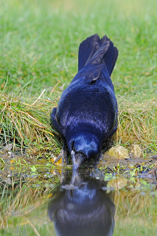 Carrion crow (corvus corone) drinking water, oxfordshire, uk  