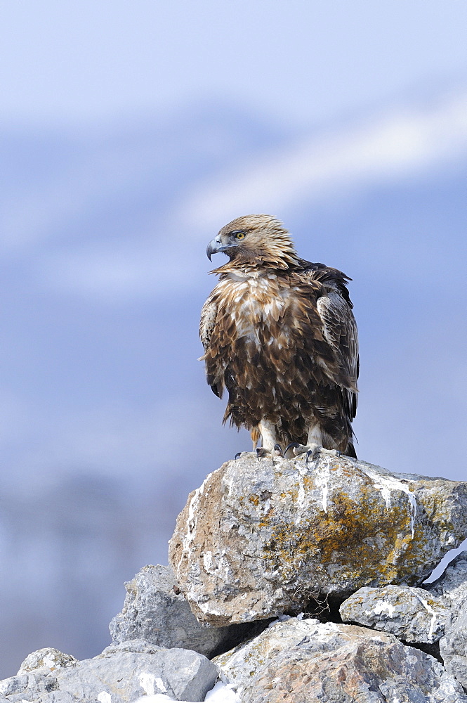 Golden eagle (aquila chrysaetos) perched on rocks in winter, carpathian mountains, bulgaria  