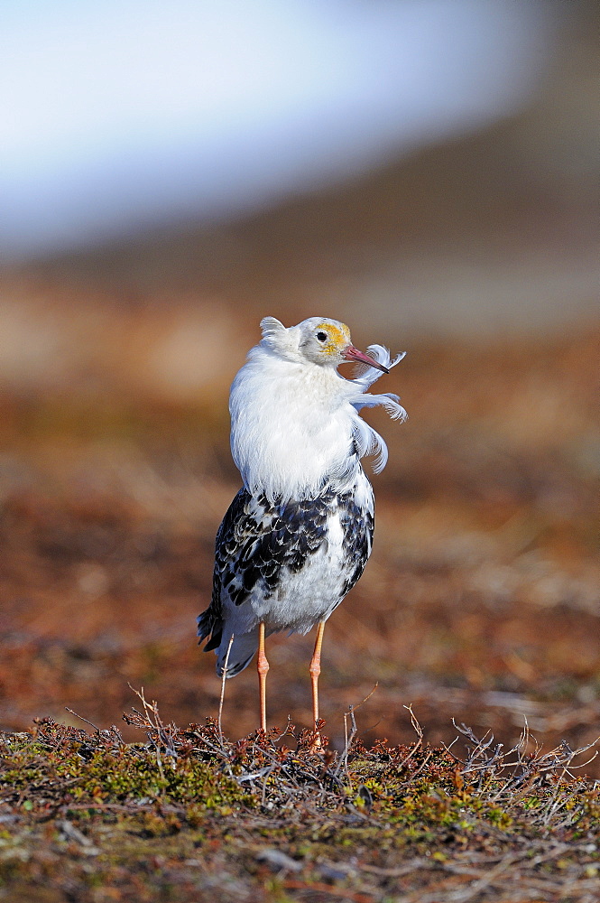 Ruff (philomachus pugnax) male at lek, in breeding plumage, varanger, norway  