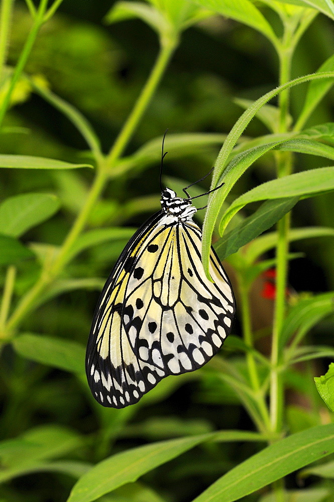 Rice paper butterfly or tree nymph (idea leuconoe) native to south east asia