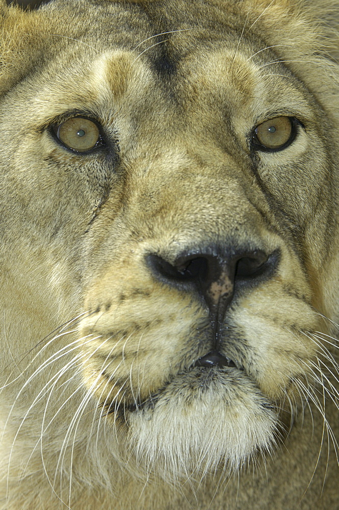 Asiatic lion (panthera leo persicus) native to india (captive bristol zoo)