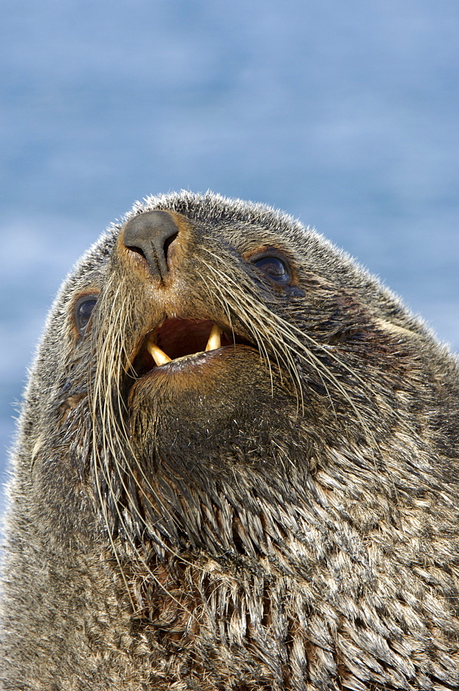 Antarctic fur seal (arctocephalus gazella) fortuna bay, south georgia, portrait of bull seal showing teeth.