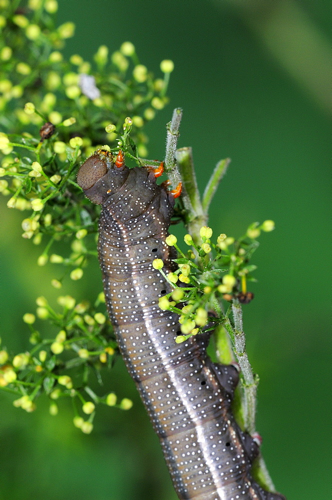 Hummingbird Hawkmoth (Macroglossum stellatarum) fully grown final instar larva feeding on bedstraw, Oxfordshire, UK