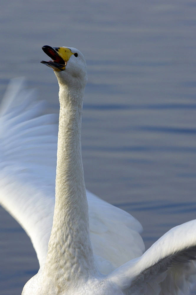 Whooper swan (cygnus cygnus) honking, martin mere, uk