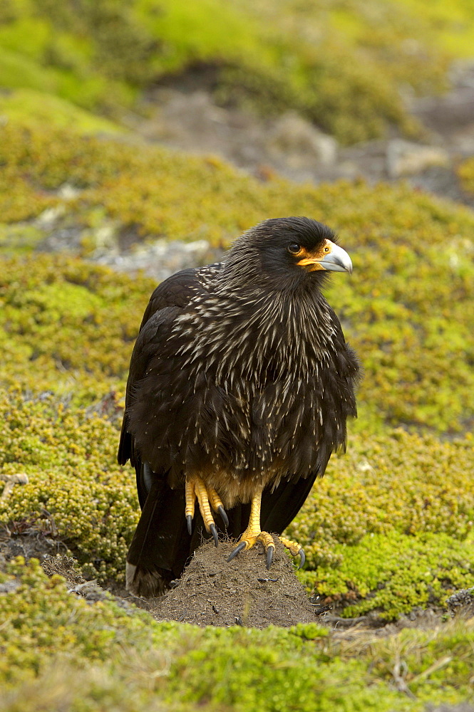 Striated caracara (phalcoboenus australis) new island, falkland islands, perched on ground on one leg.