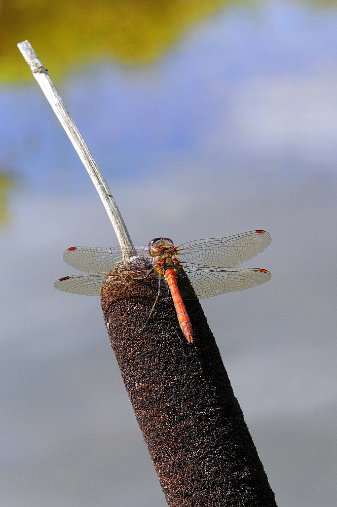 Common Darter Dragonfly (Sympetrum striolatum) resting on bullrush, Oxfordshire, UK