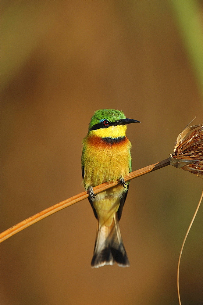 Bee-eater, merops pusillus. Little bee-eater perched on papyrus stem. Okavango river, botswana