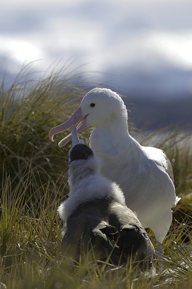 Wandering albatross (diomedea exulans) prion island, south georgia, adult feeding chick