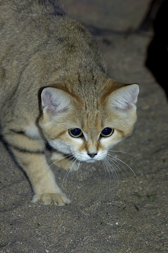 Sand cat (felis margarita) native to arid regions of africa and asia (captive bristol zoo)