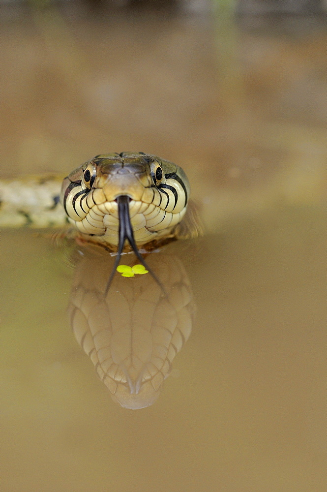 Grass snake (natrix natrix) in water, view from front, tongue out, reflection, oxfordshire, uk