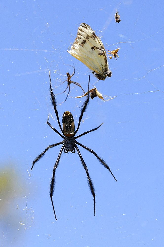 Spider in web, eastern cape, south africa