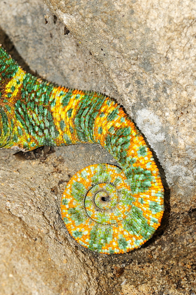 Veiled chameleon (chamaeleo calyptratus) close-up of curled-up tail, ground dwelling desert chameleon native to yemen