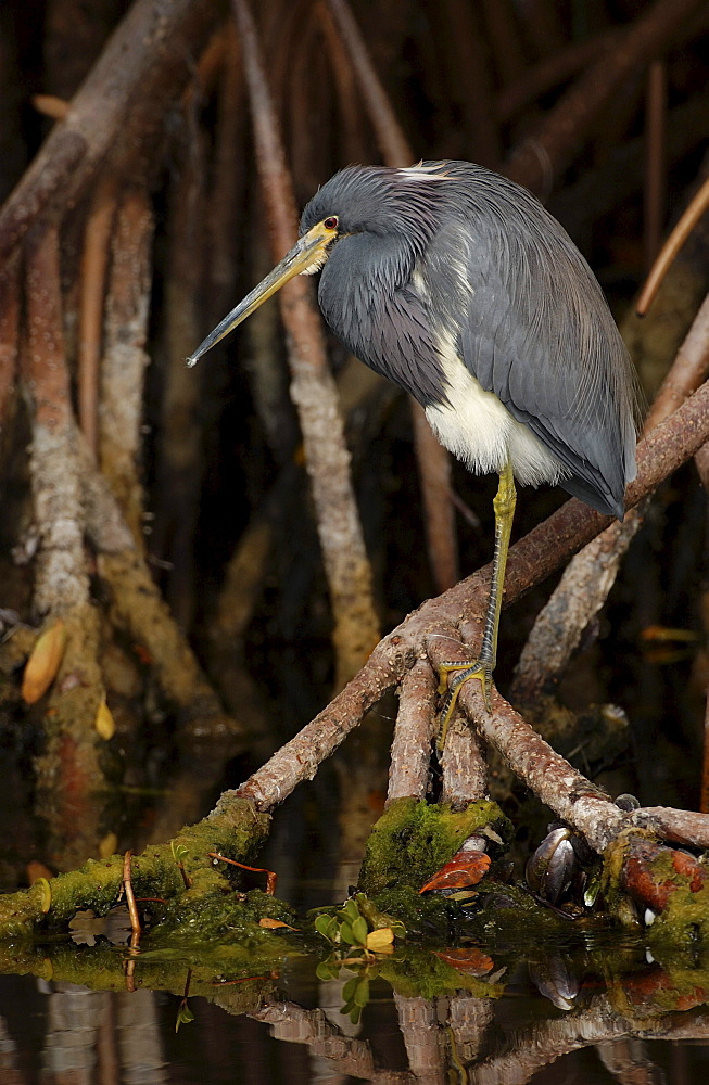 Tricoloured heron. Egretta tricolor. Perched in mangroves. Florida, usa