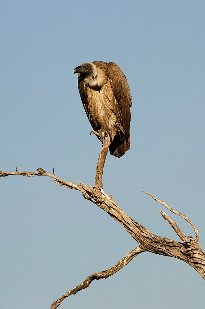 White-backed vulture. Gyps africanus. Perched on dead branch, botswana