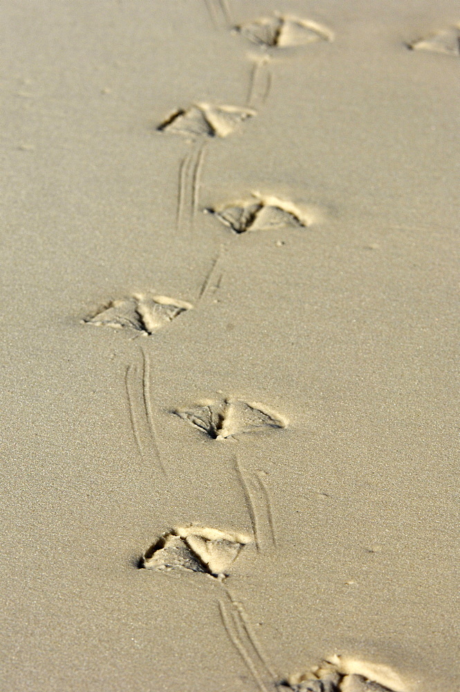 Antarctic skua (catharacta antarctica) new island, falkland islands, footprints in the sand.