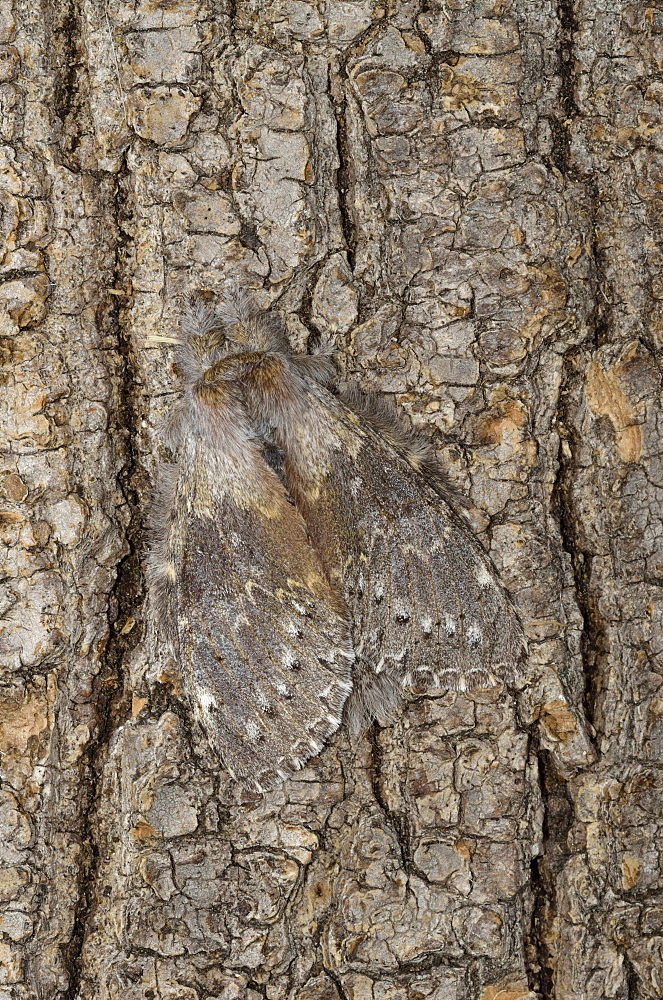 Lobster moth (stauropus fagi) adult at rest on tree trunk, showing camouflage, oxfordshire, uk  