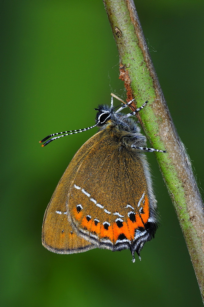 Black hairstreak butterfly (satyrium pruni) adult at rest on twig, uk  