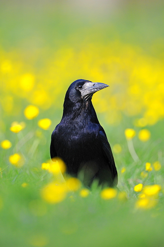 Rook (corvus frugilegus) standing in field of buttercups, oxfordshire, uk  