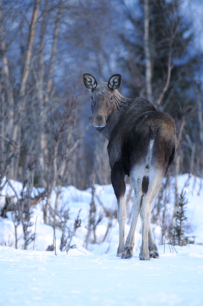 European moose (alces alces) standing at edge of forest in snow, norway  