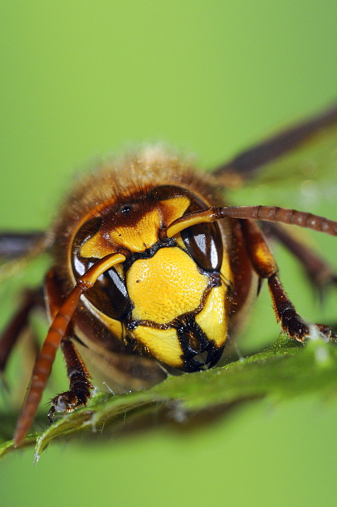 Hornet (vespa crabro) close-up of head, oxfordshire, uk