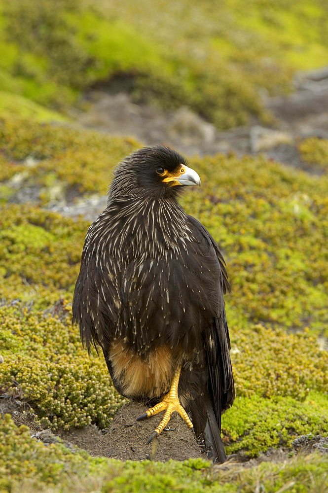 Striated caracara (phalcoboenus australis) new island, falkland islands, perched on the ground on one leg.