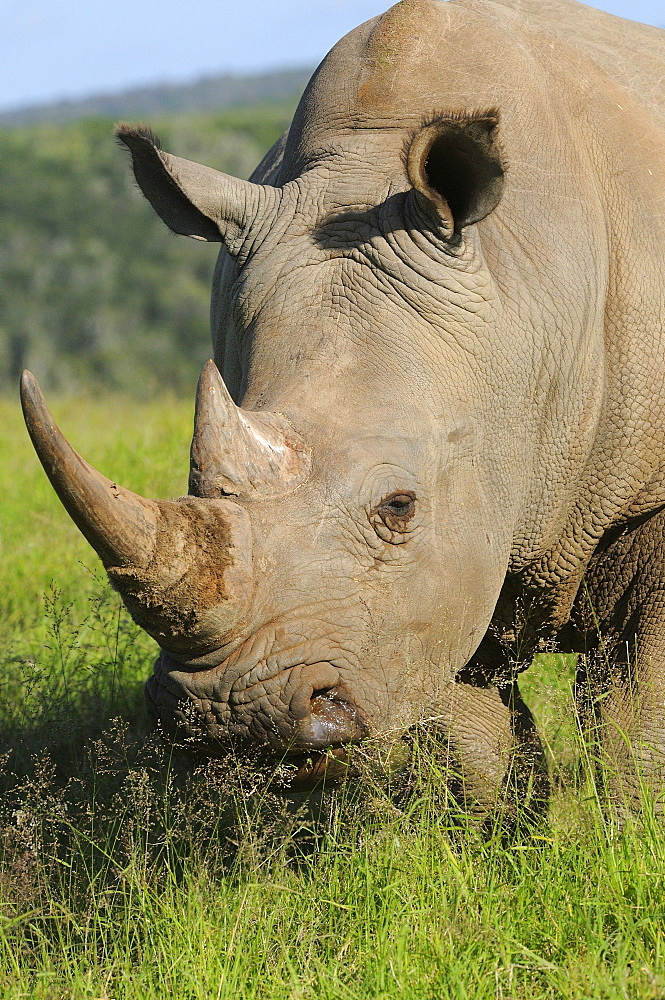 White rhinoceros (ceratotherium simum) eating grass, close-up of head showing horns, eastern cape, south africa