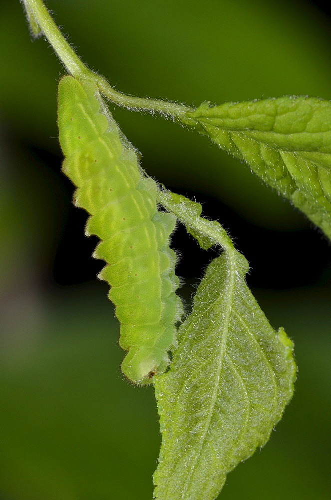 Black hairstreak butterfly (satyrium pruni) fully grown larva feeding on blackthorn leaf, uk  