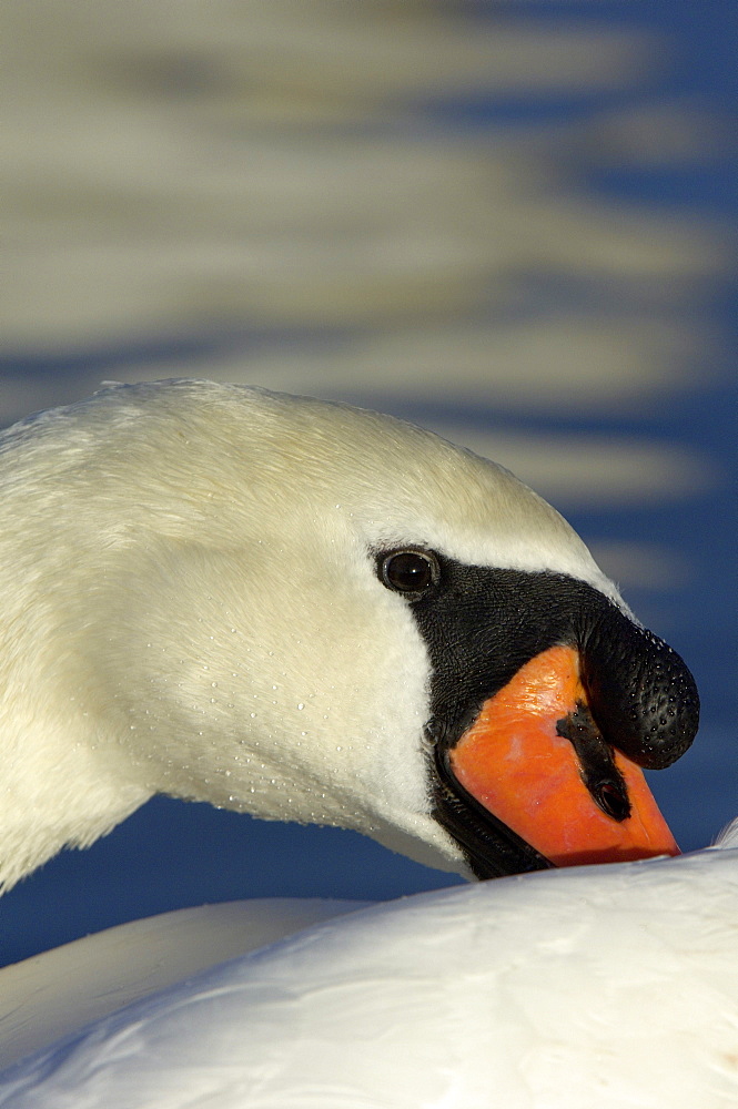 Cygnus. Close-up of. Richmond, uk