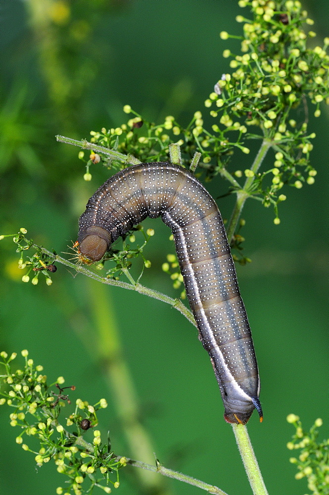 Hummingbird Hawkmoth (Macroglossum stellatarum) final instar fully grown larva, feeding on bedstraw, Oxfordshire, UK