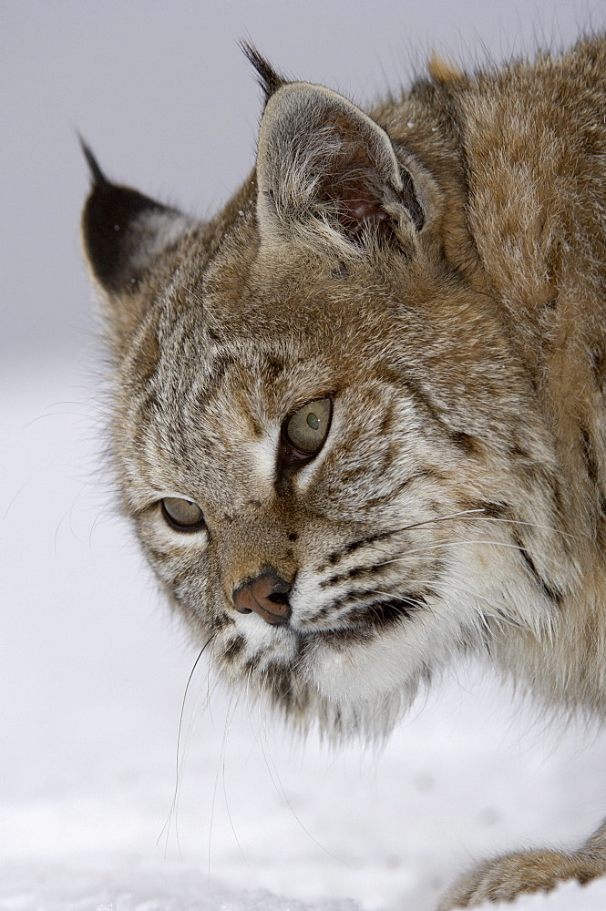 Close, up of north american bobcat (lynx rufus), captive.