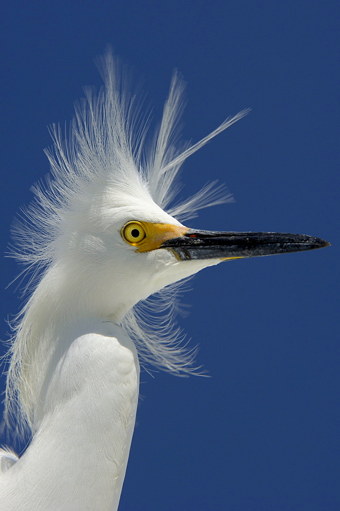 Snowy egret (egretta thula) florida, usa, portrait against blue sky.