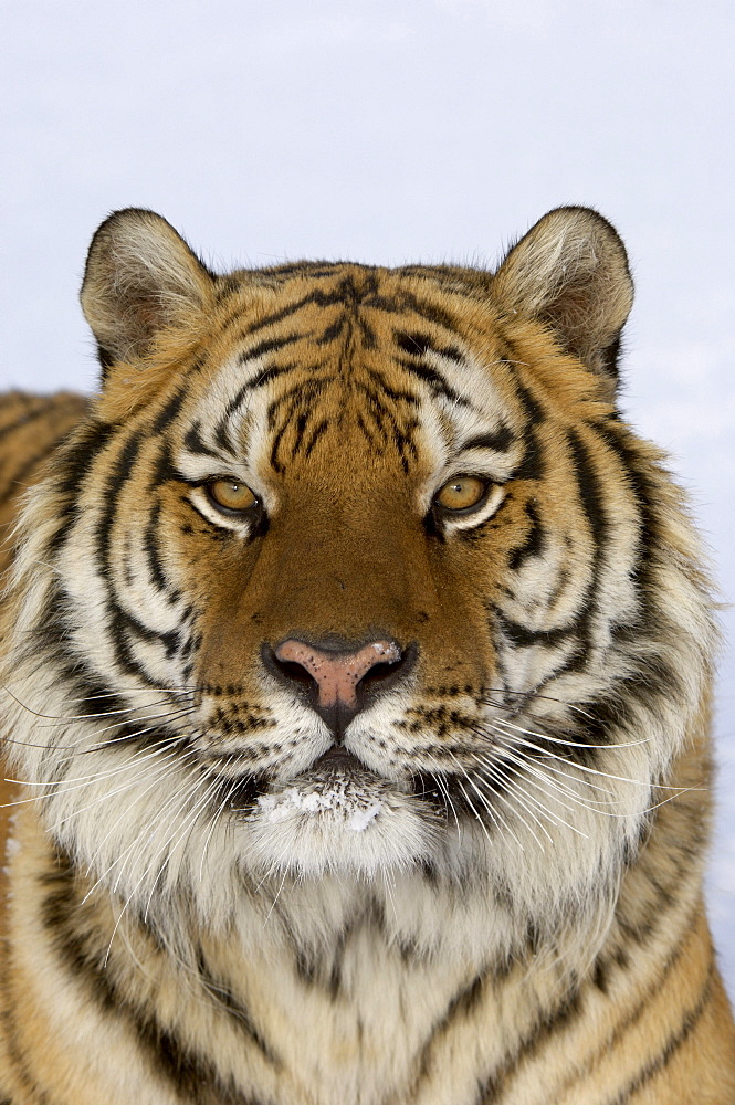 Siberian tiger (panthera tigris altaica) portrait, captive