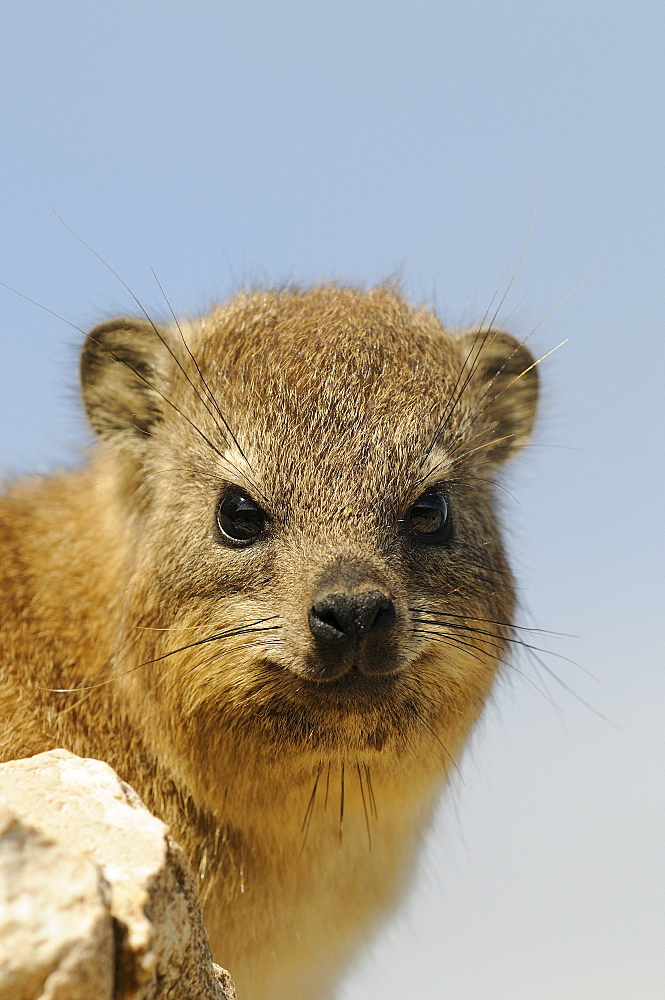 Cape rock hyrax (procavia capensis) portrait, hermanus, south africa