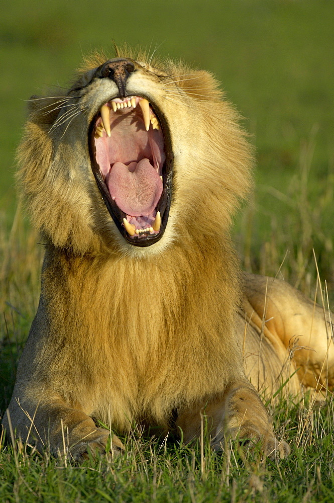 Lion (panthera leo). Masaii mara, kenya, young male yawning in evening light.