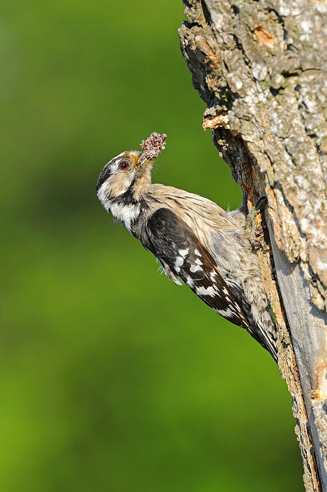 Lesser Spotted Woodpecker (Dendrocopos minor) female at nest hole with food, Bulgaria