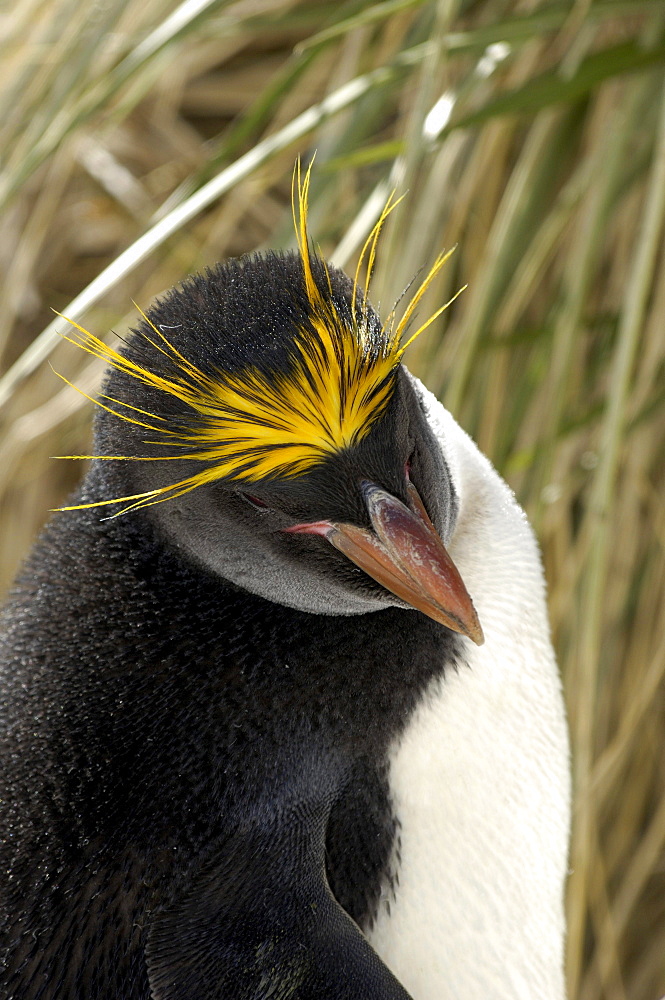 Macaroni penguin (eudyptes chrysolophus) hercules bay, south georgia, close-up showing crest feathers.