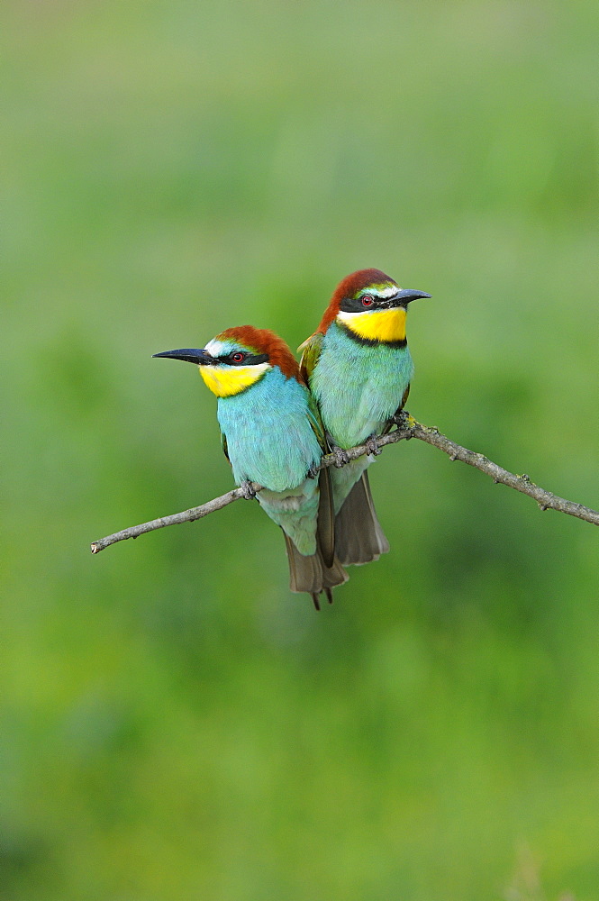 European Bee-eater (Merops apiaster) pair perched together on twig, Bulgaria