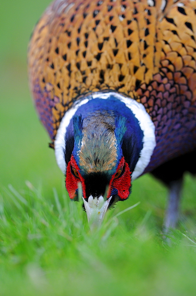 Common or ring-necked pheasant (phasianus colchicus) male looking for food amongst grass, oxfordshire, uk  