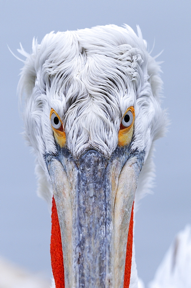 Dalmatian pelican (pelecanus crispus) portrait of adult in breeding plumage, lake kerkini, greece  