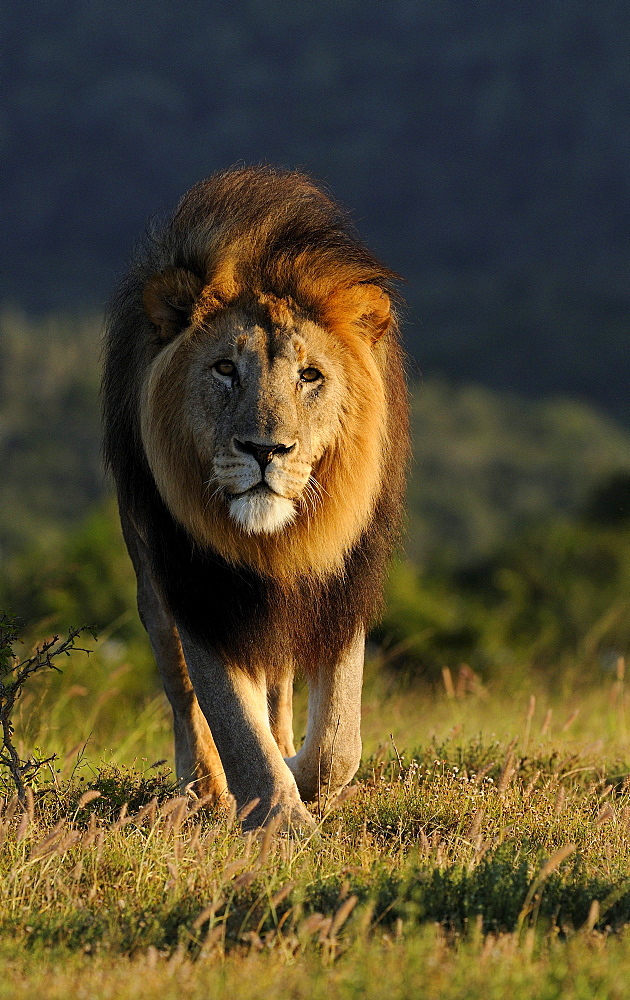 Adult male lion (panthera leo), eastern cape, south africa