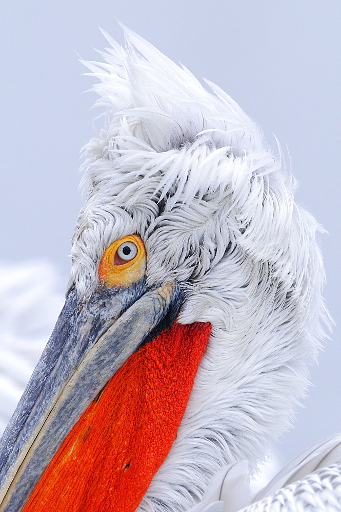 Dalmatian pelican (pelecanus crispus) portrait of adult in breeding plumage, lake kerkini, greece  