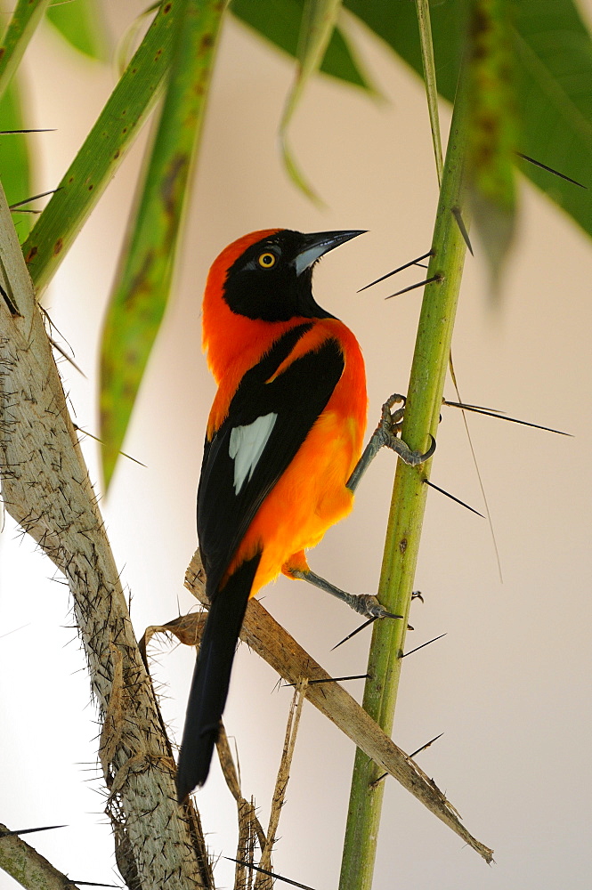 Common troupial (icterus icterus) perched amongst vegetation, pantanal, brazil.