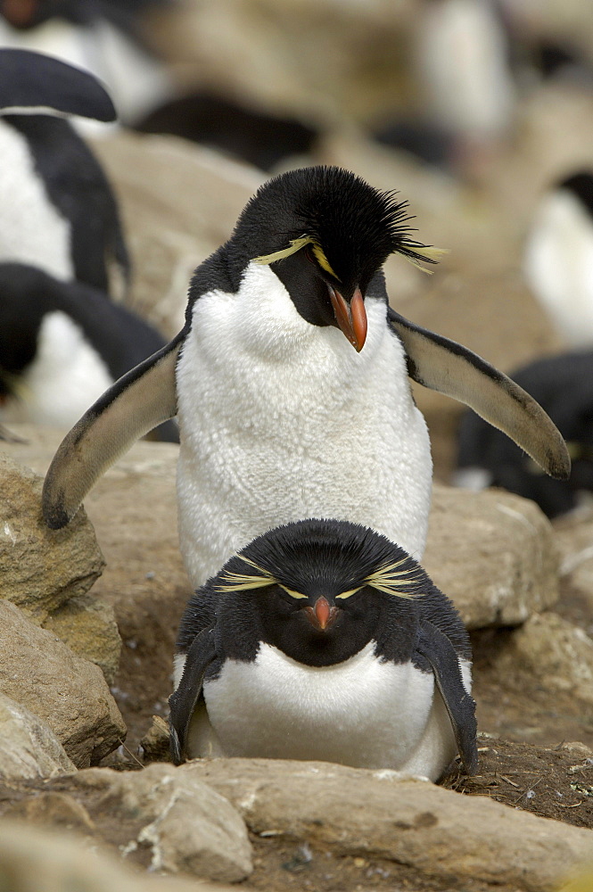 Rockhopper penguin (eudyptes chrysocome) new island, falkland islands, pair amongst the rocks, at nesting site.