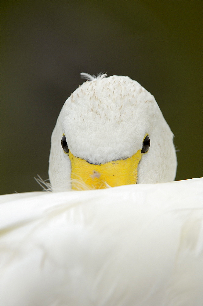 Whooper swan (cygnus cygnus) close-up, slimbrisge, uk