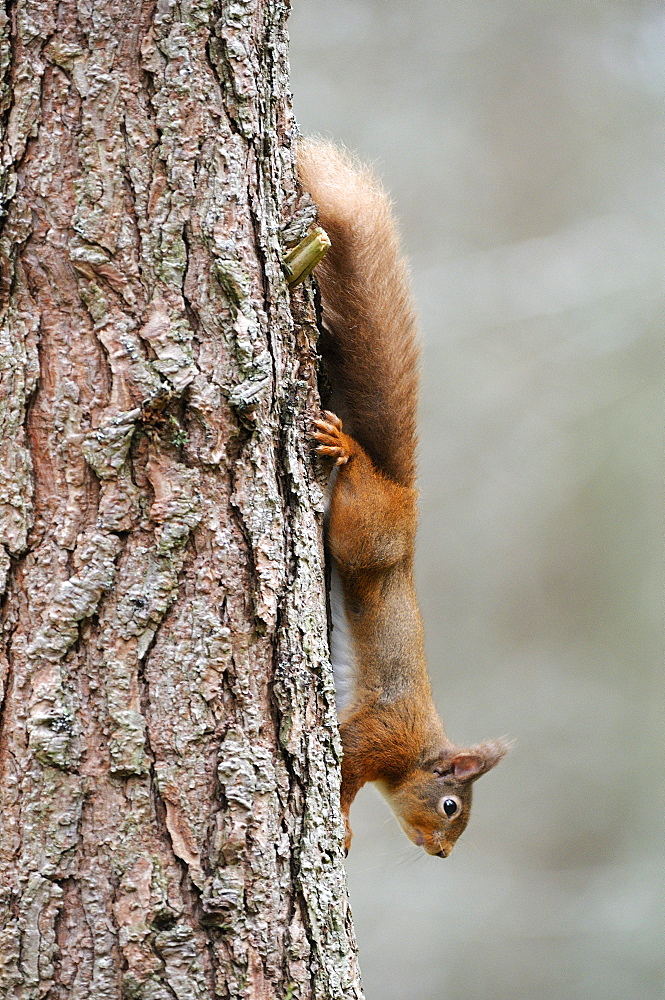 Red squirrel (sciurus vulgaris) running down tree trunk, cairngorms, scotland