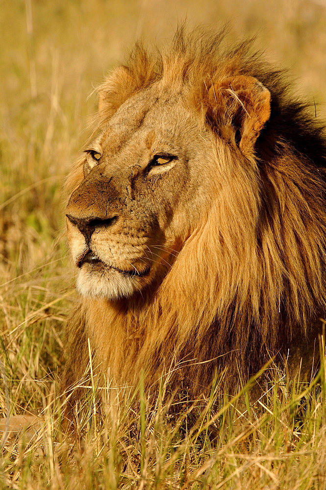 Lion. Panthera leo. Male portrait. Botswana