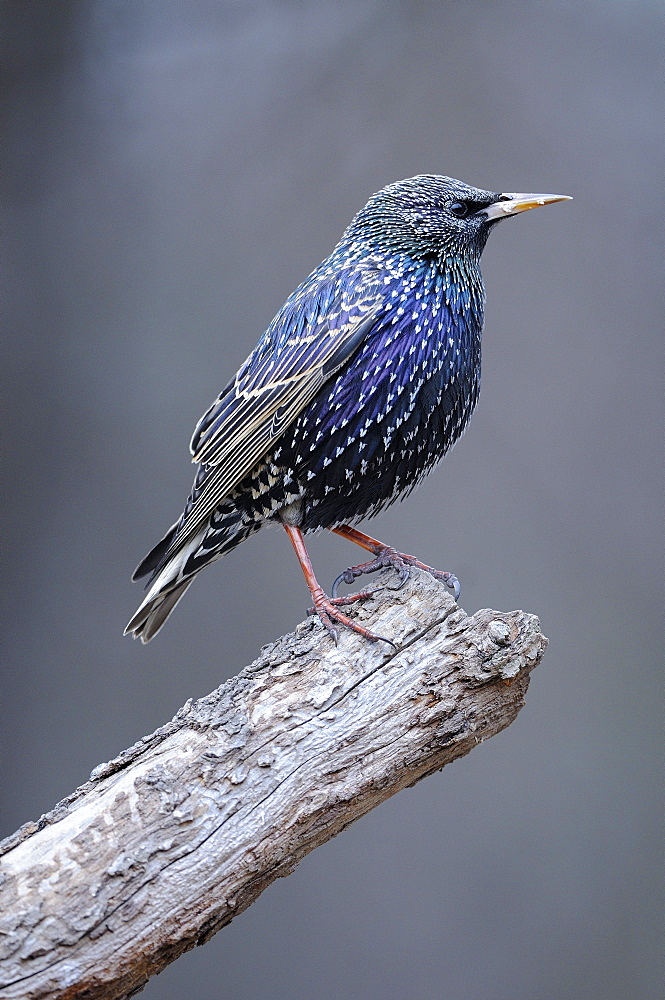 European starling (sturnus vulgaris) in winter plumage, perched on branch, bulgaria  