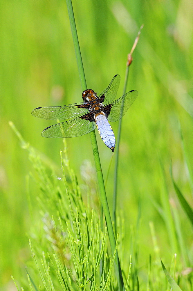 Broad-bodied chaser dragonfly (libellula depressa) male at rest on reed stem, oxfordshire, uk  