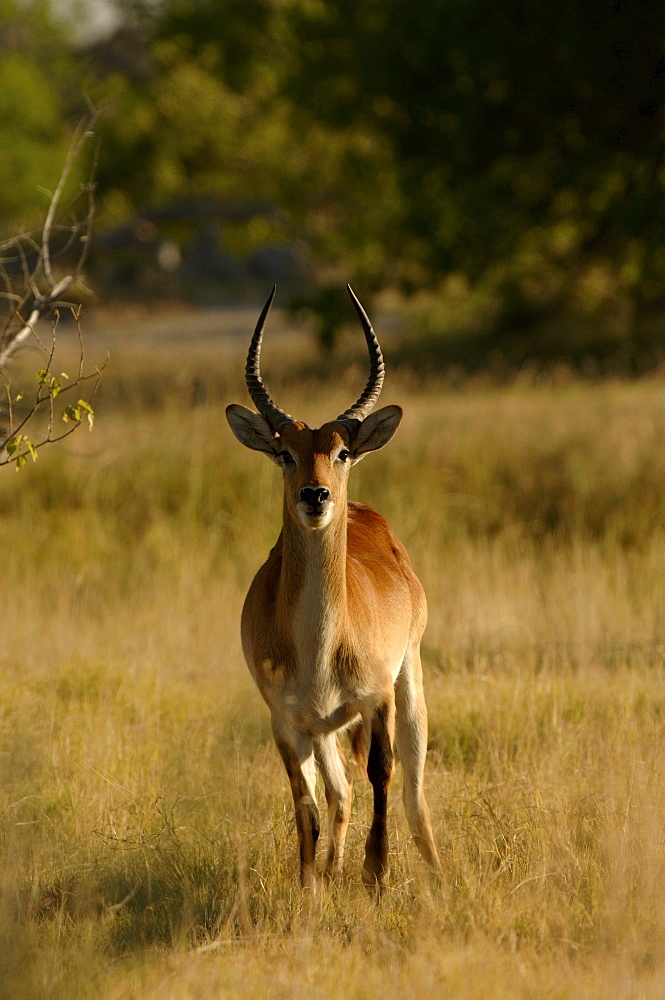 Male red lechwe. Kobus leche leche. Chobe, botswana